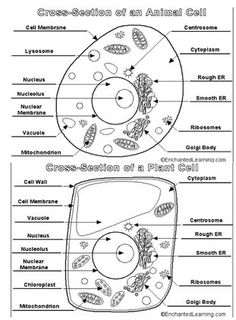 plant cell model drawing